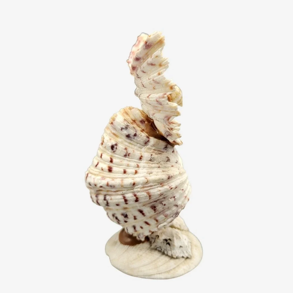 Vintage Googly Eyes Handcrafted Seashell Owl Beach decor Boho Folk Art 4